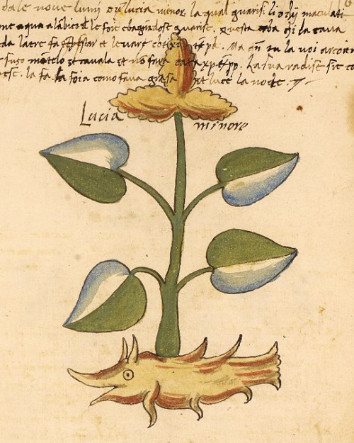 Who’s a happy little root system? You are! Manuscript description and digital images can be fo