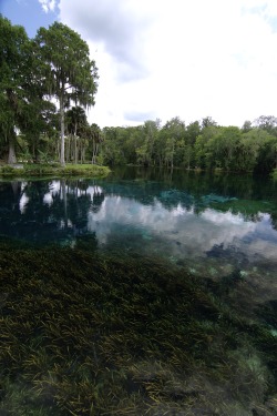 goodcopbearcop: Silver Springs, where 550 million gallons of water flow out of the ground daily from the Floridian Aquifer. Silver Springs State Park, FL 