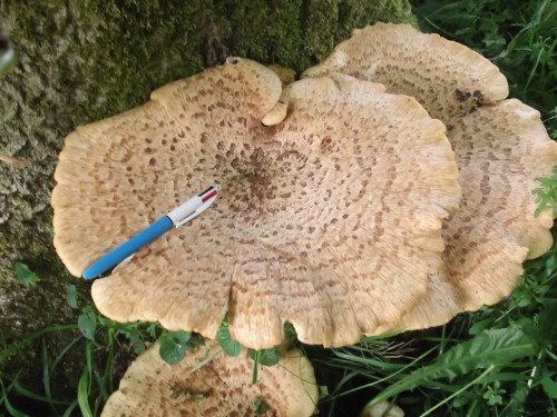 This has been identified as Dryads saddle (Polyporus squamosus) by fungipunk - thank you! Check out 