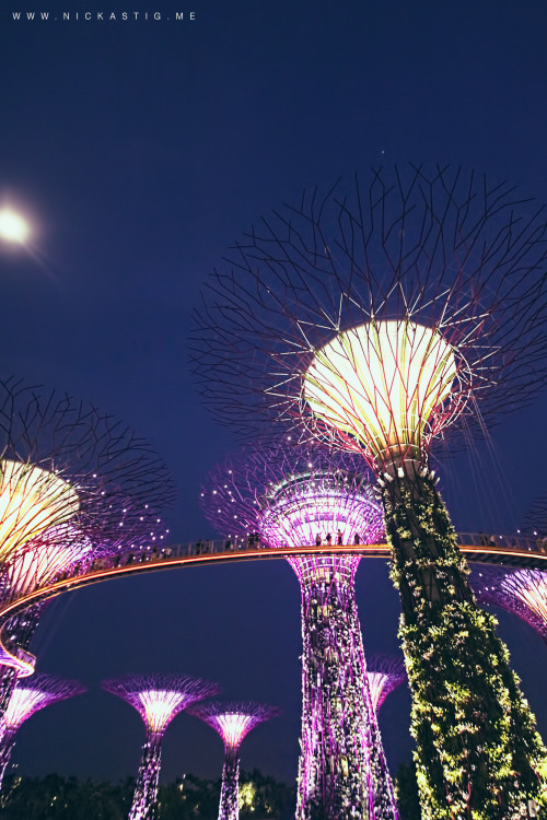 nickastig:  Gardens by the bay, Singapore