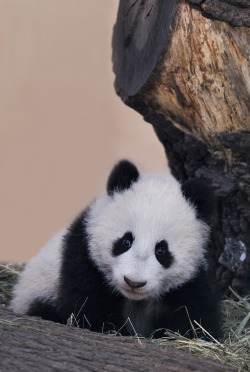 giantpandaphotos:  Fu Bao at Zoo Vienna in