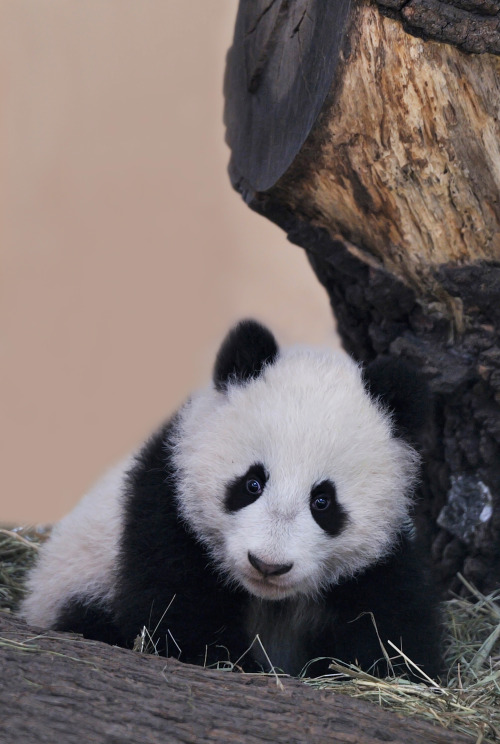 giantpandaphotos:  Fu Bao at Zoo Vienna in Austria on January 15, 2014. © Josef Gelernter.