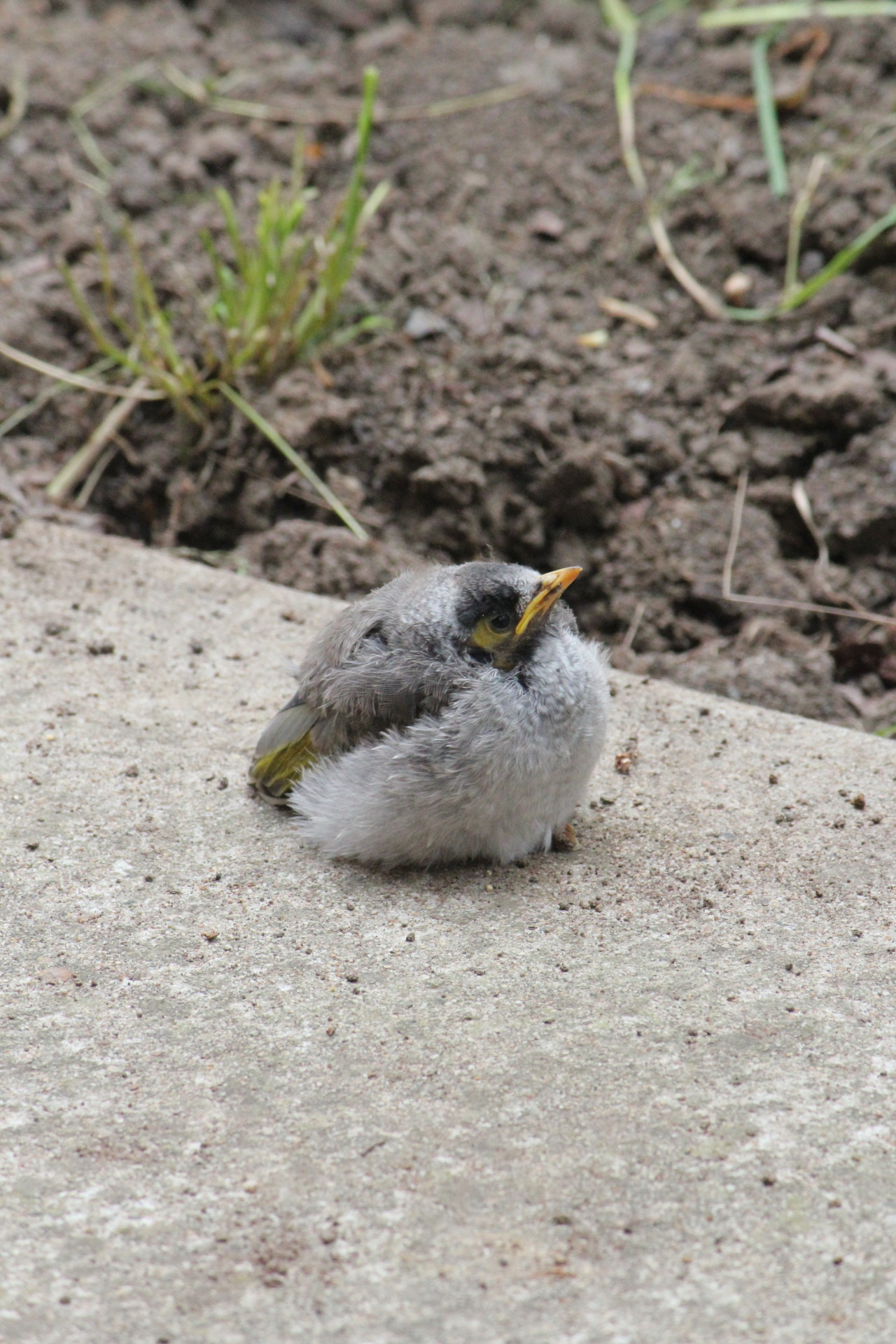 importantbirds:  pixiedom:Throwback to that time a baby floof lived in my garden