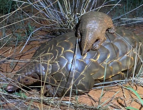 funnywildlife:For this #WorldPangolinDay enjoy this incredibly rare sighting of a pangolin mother an