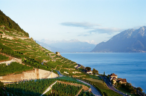 lavaux