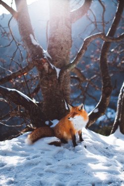 lsleofskye:  Cute fox