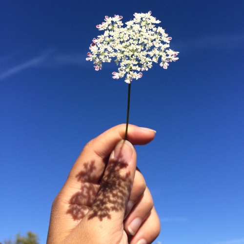 superplanttastic: queen anne’s lace