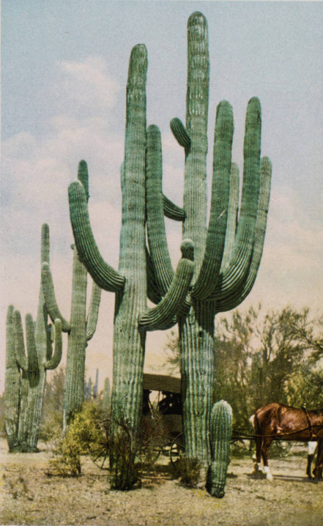 nemfrog: “Giant Cactus, Arizona.”  [Photos and postcards from Charmian London&rsquo