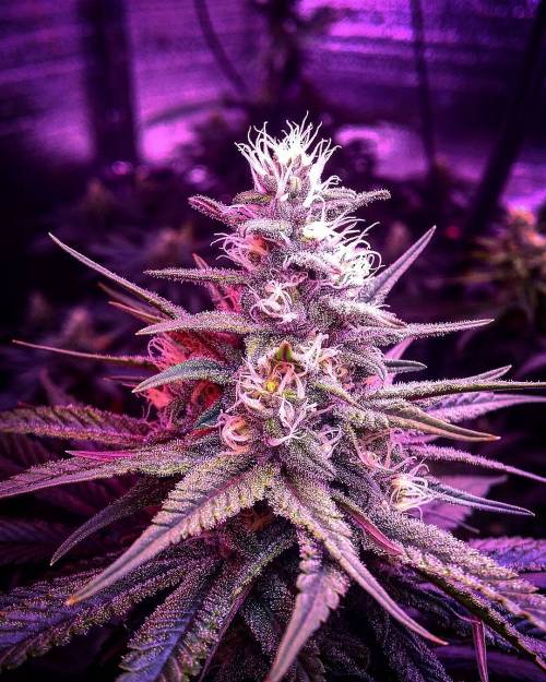 weedporndaily:  Trainwreck is coming along nicely! What is your favorite strain to smoke at night?  by @walkinhappyoil