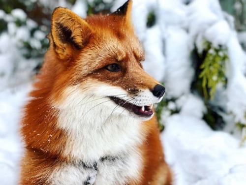 everythingfox:Woody the Fox