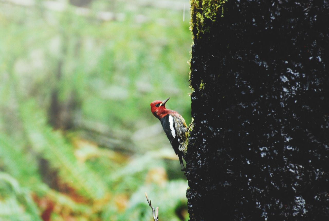 tuaari:  Sooke Potholes - January 2016