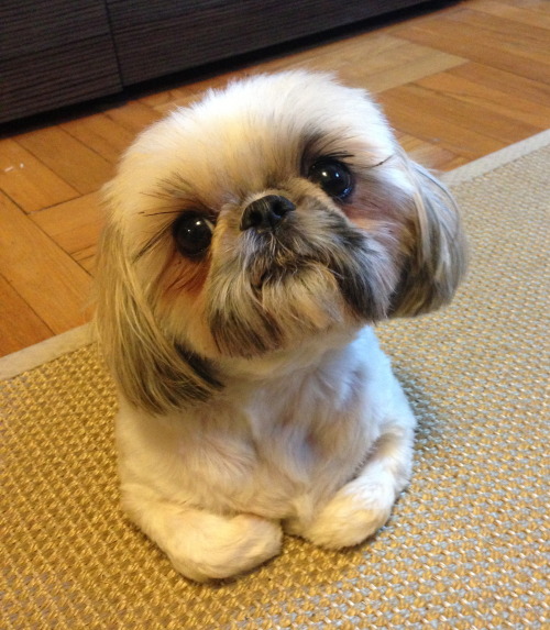 theartofwoof:  “Can you imagine what I would do if I could do all I can?”― Sun Tzu, The Art of War 