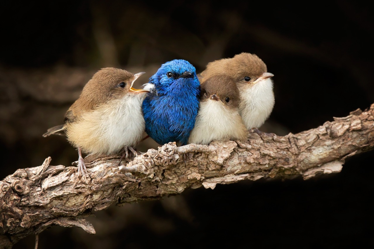 andrewsmirror:  fairy-wren:  (via nature by Shelley Pearson / 500px) *White-Winged