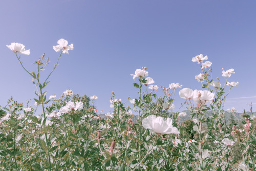 leahberman:petal cloudsinstagram porn pictures