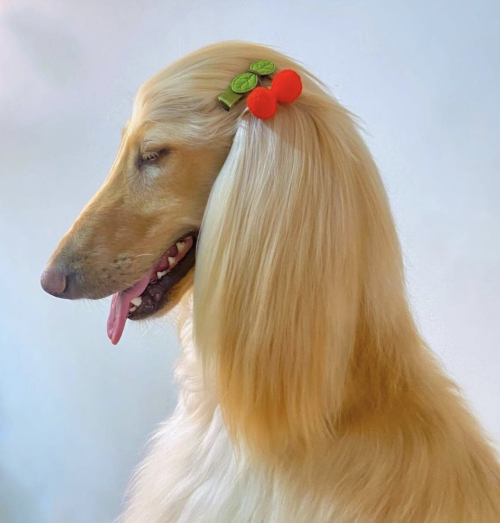 carla-enjoys:sarabi the afghan hound