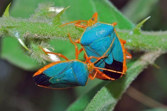 rhamphotheca:  Turquoise Shield Bug (Edessa rufomarginata) E. rufomarginata is a