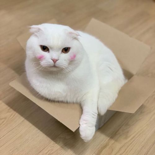 softvanillascya:sik0_zz