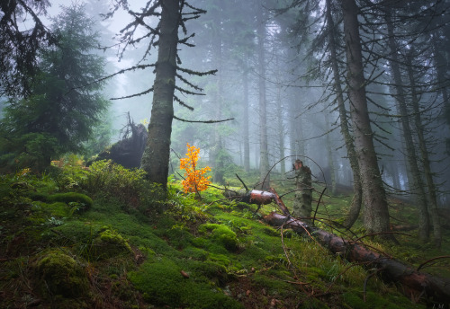 sweetd3lights:  All rights reserved  by Ivan Maljarenko  