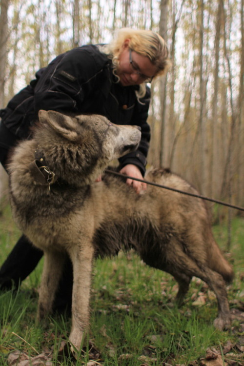 Enormous muddy wolfboy says hello to small motorcycle friend. 
