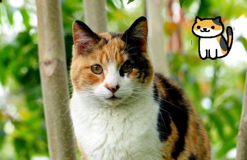 adelaide-parade:  masterkvothe:  coffeeofthelord:  slytherinlynx:   Real Neko Atsume Cats  I know there’s already a similar post floating around, but I had already planned on making my own, and I had very specific breed headcanons! Also, this one includes