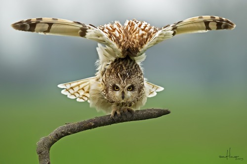 Short-eared Owl (Asio flammeus) &gt;&gt;by Antino