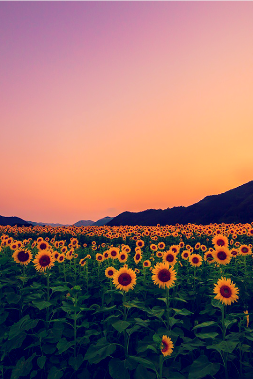 Sunsets and sunflowers