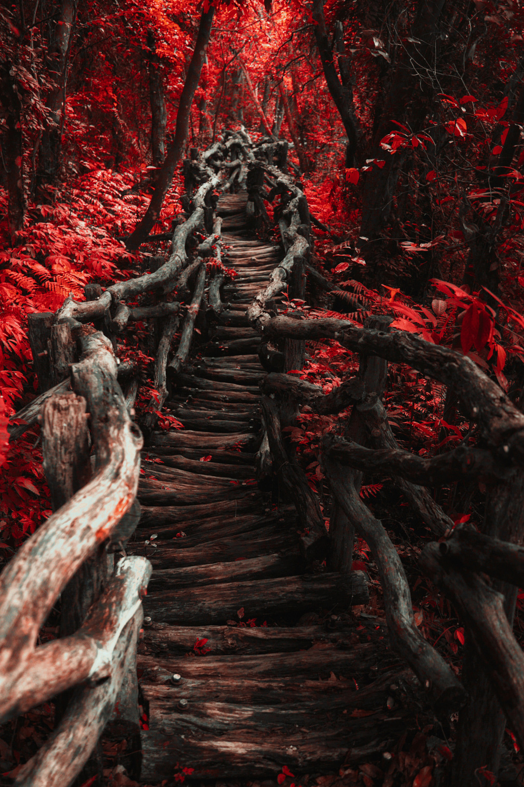 melodyandviolence:  by   Hanson Mao(毛延延)   