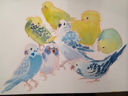 micsart:  Birb party BYOM (bring your own millet) 