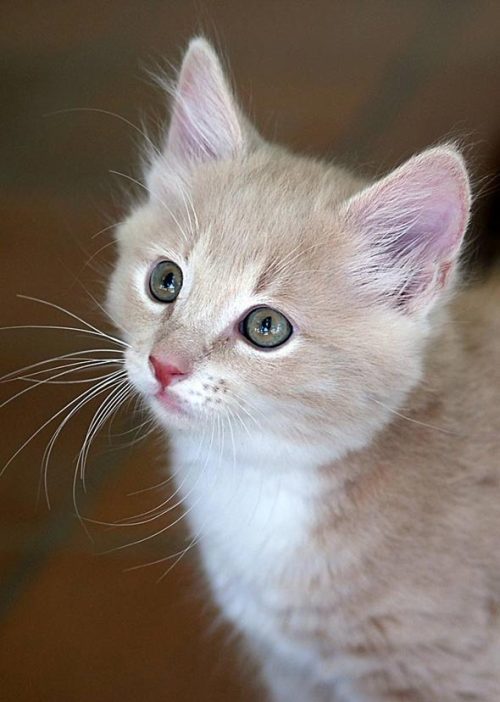 goodmorningkitten:Cotton [3] (19 more photos)Courtesy and copyright: Sherry Pollett—PS PhotosShare y