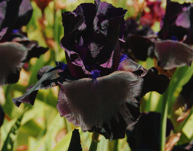 serenepristine:  BLACK/DARK FLOWERS for all my little goth friends: Black Cat/Velvet