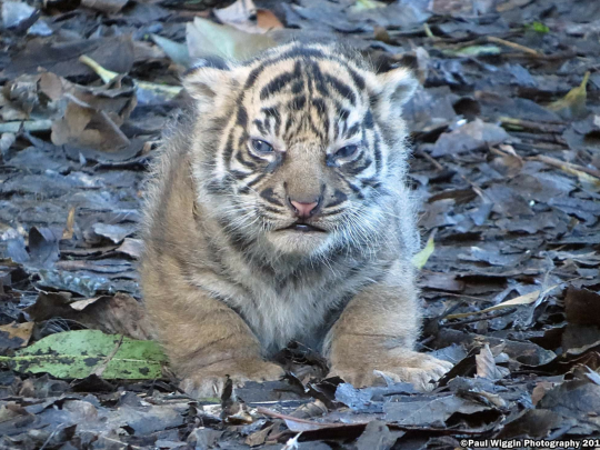 tilthedayidice: frederick-the-ii:  ladywiltshire:  fourteen–steps:  highkey-potato:  retroasgardian:  wartortles:  el tigre es pequeño y gordo  EL TIGRE ES PEQUEÑO Y GORDO   EL TIGRE ES PEQUEÑO Y GORDO  First of all, it’s not nice to take pictures