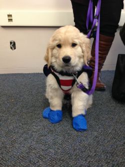 awwww-cute:  This is Chevy, one of the new training pups on my campus :) 