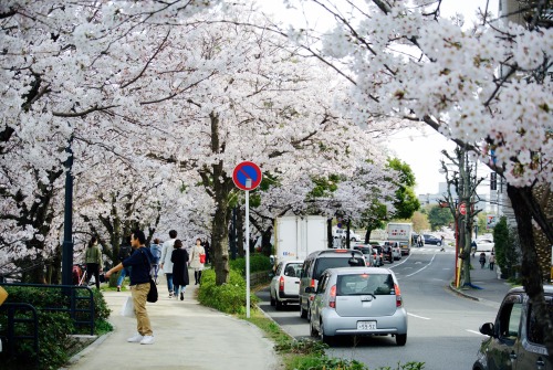 Hiroshima Cherry Blossom