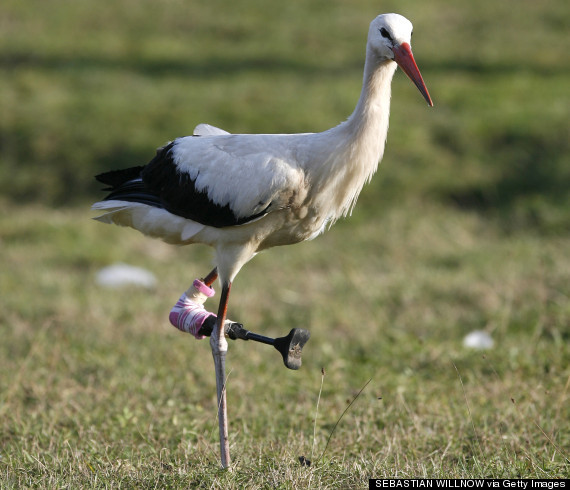 huffingtonpost:   These animals got a second chance at life, thanks to science. 