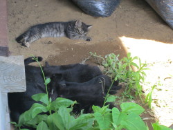 今日は猛暑です～日陰でオチチタイムだニャン