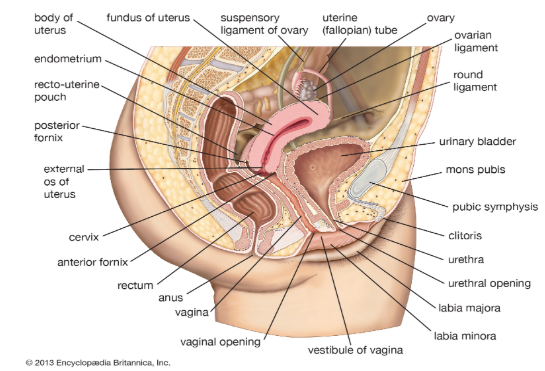 Where's The G Spot Located