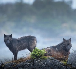 wolfsheart-blog:  Wolves by Ian McAllister