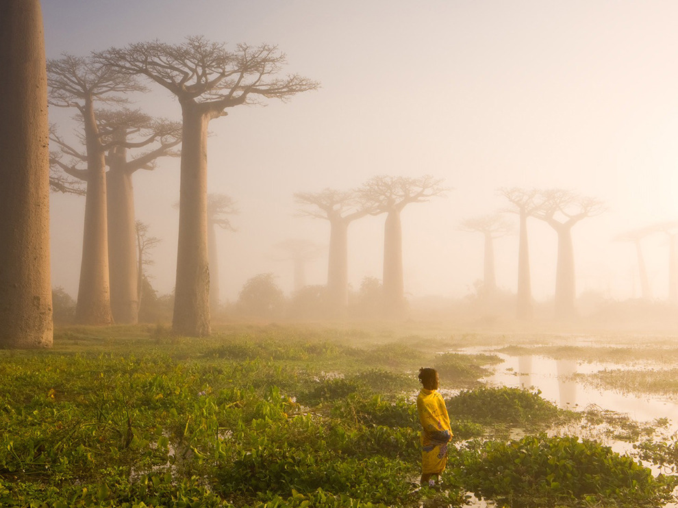 ghostparties:   “These baobab trees on Madagascar are up to 800 years old,” writes