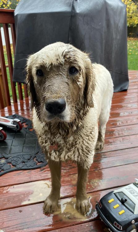 golden-retriever-overload