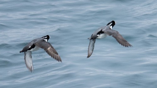 Ancient Murrelet (Synthliboramphus antiquus) © Jeff Bleam