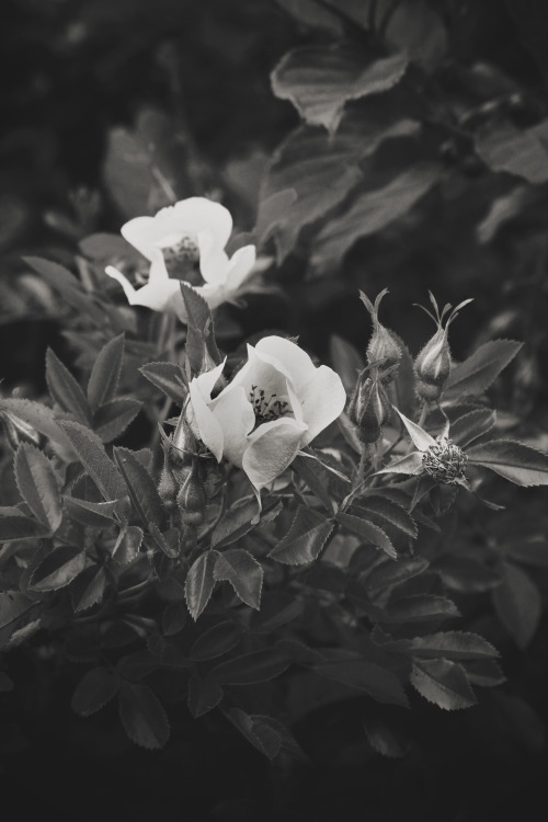 42/52 Wild Roses by ashleyDcrouse