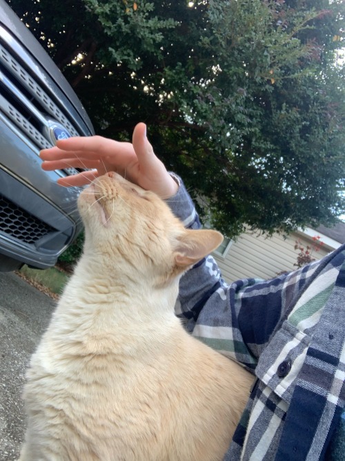 Theres Like 12 Cats In The Blocks Surrounding My Neighborhood And I Don't Know Where They're Coming From.