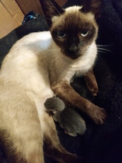 mostlycatsmostly:  Here’s Mama Kitty with her two brand new babies. They’re both so tiny and precious, and she’s a wonderful mom. 💚💚💚(submitted by @4homburg2mollie0)