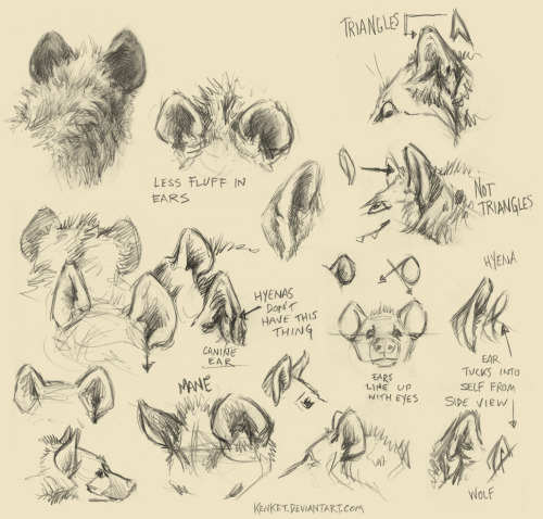 howto draw hyenas