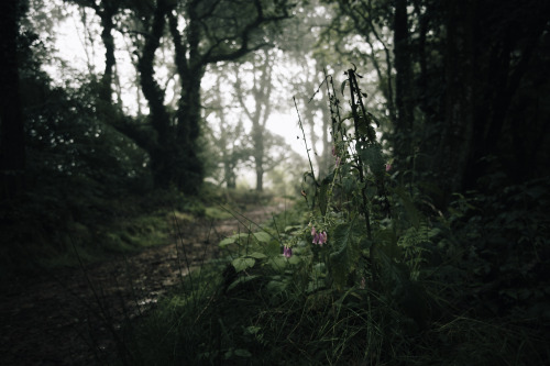 ardley:19th Aug 2020As today is World Photography Day, I braved the delightfully torrential weather 