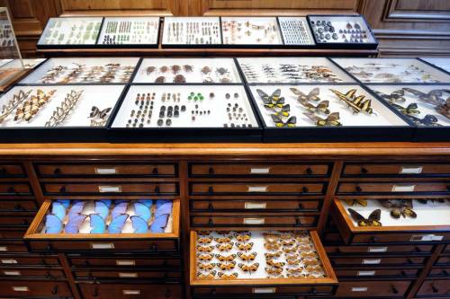 indefenseofart:One of my absolute favorite places in Paris: Deyrolle, a modern day Wunderkammer just behind Musée d’Orsay on the left bank. It was first established in 1831 by Jean-Baptiste Deyrolle from a passion for natural history and entomology