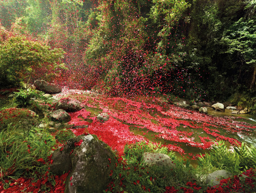 latinoking: Red petals blown near a lush green landscape in Costa Rica.