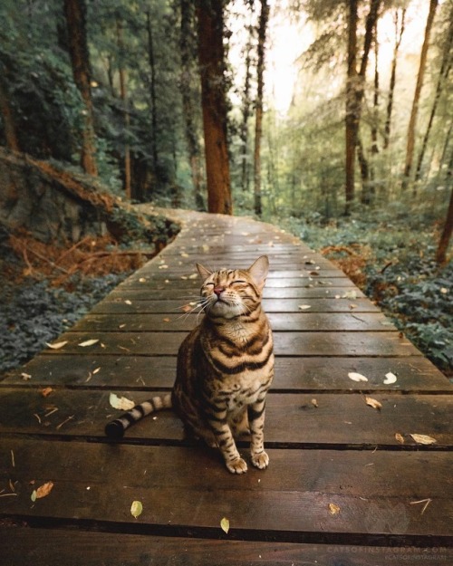 everythingfox:“Take time to stop and smell the forest ”:Suki Cat