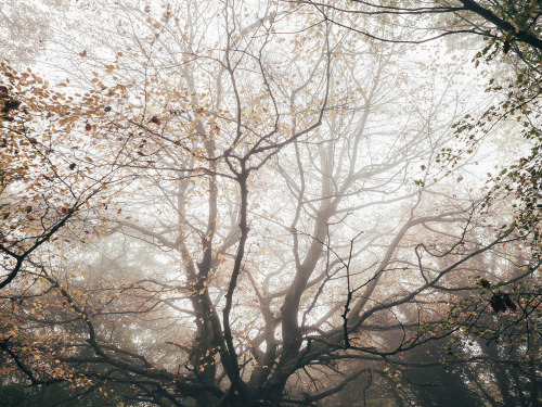 ardley:Yellow Canopies, LondonPhotographed By Freddie Ardley