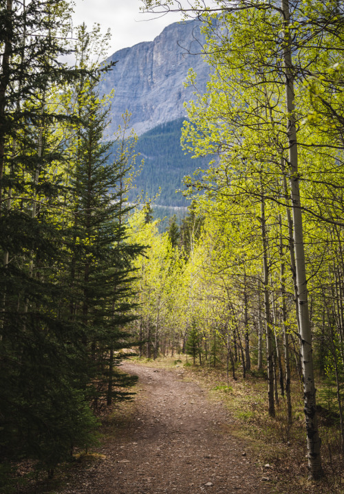 moewanders: A Walk In The Woods Canmore, Canada, 04/29/16